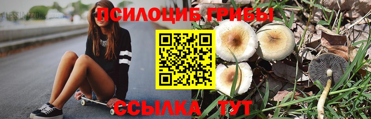 как найти   Галлюциногенные грибы Psilocybe  Вход с VPN  Магнитогорск  Псилоцибиновые грибы Psilocybine cubensis 